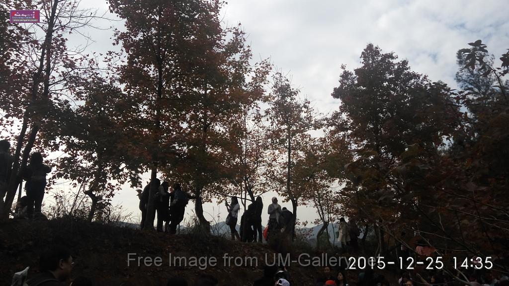 20151225red leaves-IMG_143526.jpg